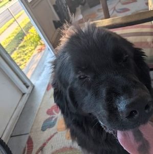 Meet your Posher, Georgeandalice